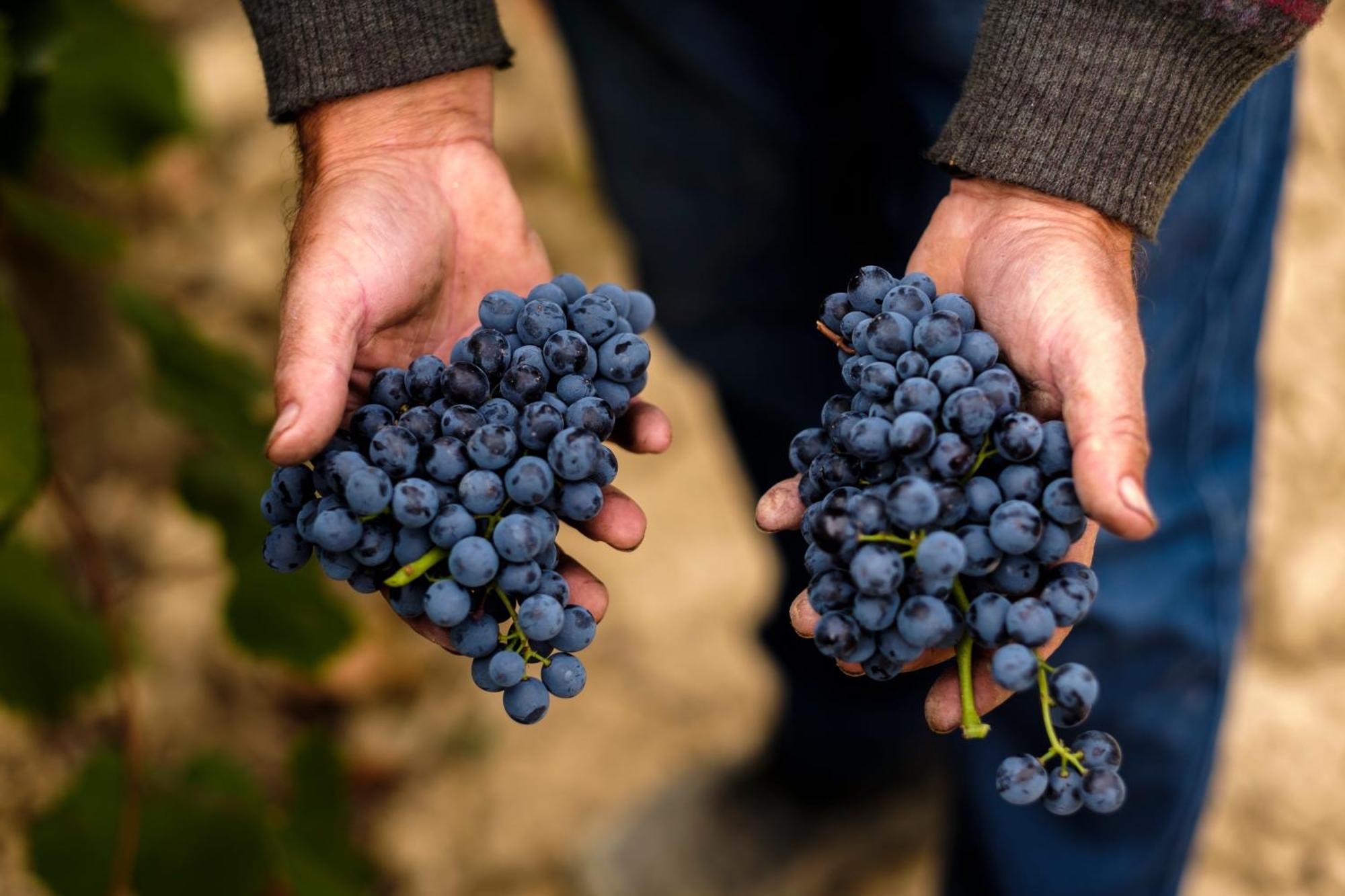 Enoturismo Celler Pinol Apartman Batea Kültér fotó